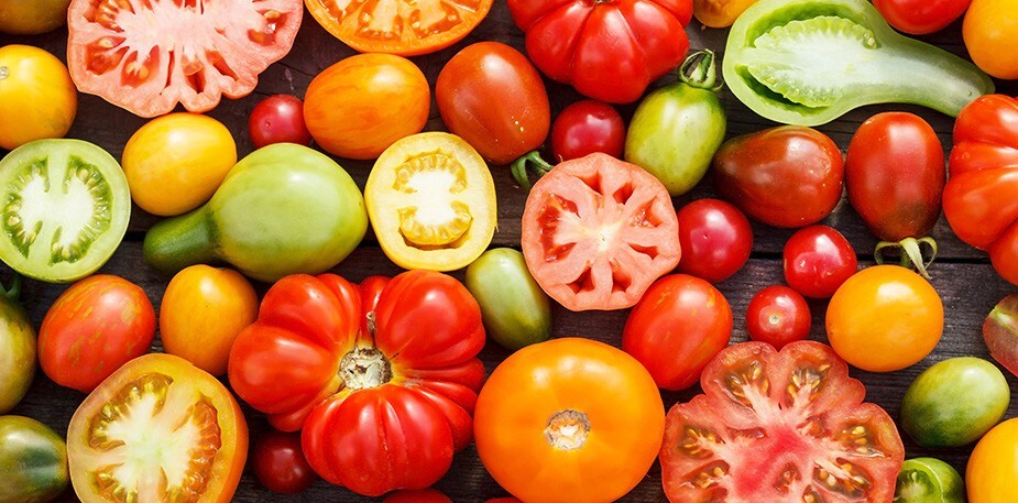 מדריך העגבנייה השלם